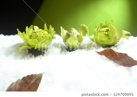 款冬花蕾：春天的景象 124700091