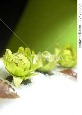 Butterbur buds: an image of spring 124700092
