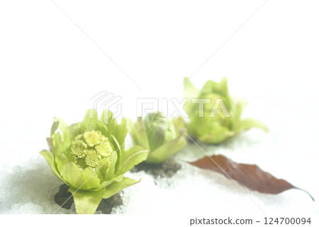 Butterbur buds: an image of spring 124700094