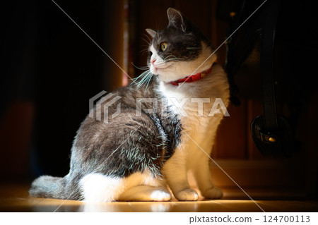 Cat in the light Cat in the light 124700113