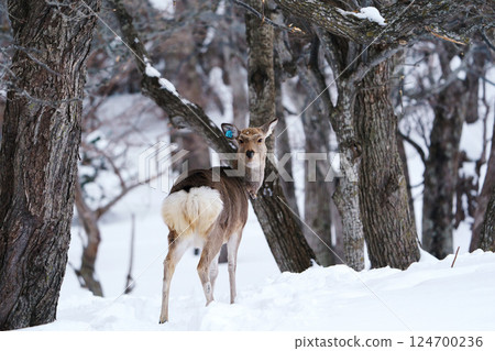 帶耳標的蝦夷鹿，北海道 124700236