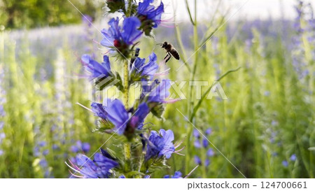 Honey bee pollinating spring blossom. Flying bee gathering pollen on purple flower at summer field. Bumble collecting nectar from wildflower at meadow. Hard work of little insect. Close up Honey bee pollinating spring blossom. Flying bee gathering pollen on purple flower at summer field. Bumble collecting nectar from wildflower at meadow. Hard work of little insect. Close up 124700661