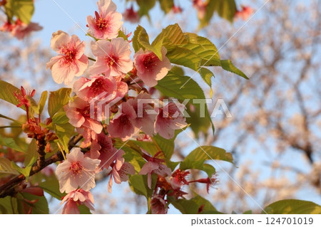 Kawazu Zakura 124701019