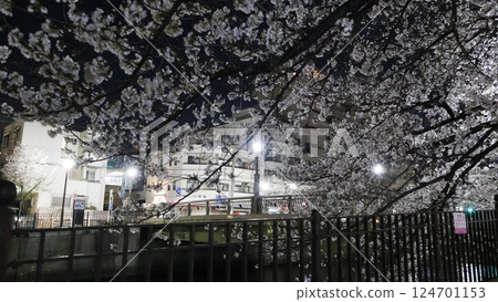 橫濱大岡川的夜櫻 124701153