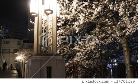橫濱大岡川的夜櫻 橫濱大岡川的夜櫻 124701159