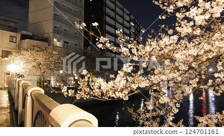 橫濱大岡川的夜櫻 橫濱大岡川的夜櫻 124701161