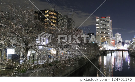 橫濱大岡川的夜櫻 橫濱大岡川的夜櫻 124701170
