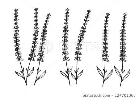 Minimalist Lavender Line Art Floral Collection.Vector Illustration 124701363