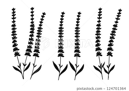 Silhouette Lavender Floral Collection.Vector Illustration. 124701364
