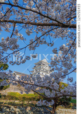Fukuyama Castle and cherry blossoms in spring 124701455