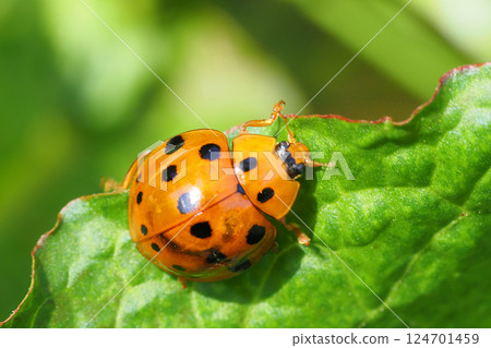 Black-tailed Tento 124701459