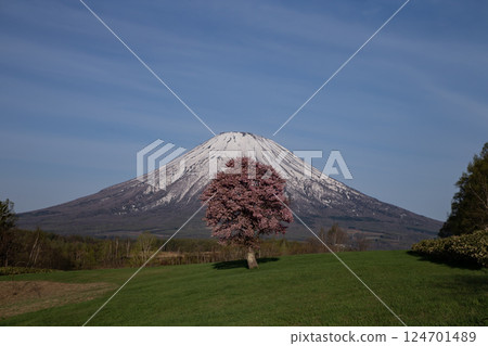 Mt. Yotei and one cherry blossom 124701489