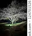 夜晚的櫻花 124701526