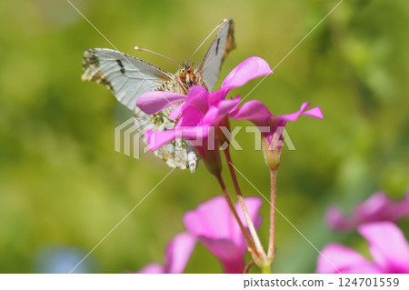 Black butterfly (male) Black butterfly (male) 124701559