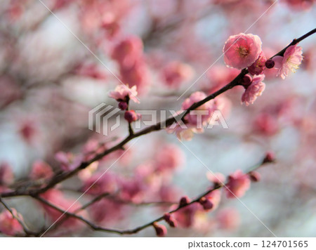 3月盛開的美麗粉紅梅花“Mikaikou” 124701565