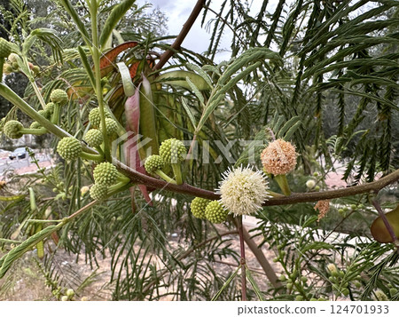 Blossom White leadtree (lat.- Leucaena leucocephala) Blossom White leadtree (lat.- Leucaena leucocephala) 124701933