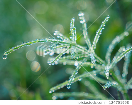 Eco image_A landscape of morning dew shining in the morning sun Eco image_A landscape of morning dew shining in the morning sun 124701998