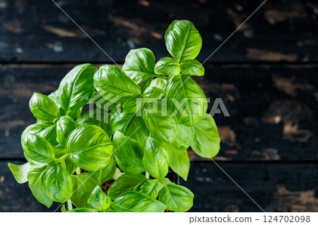 Fresh green basil growing in Pot on Wooden Table, Close-Up Fresh green basil growing in Pot on Wooden Table, Close-Up 124702098