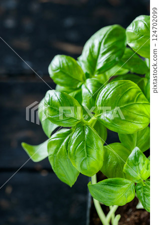 Fresh green basil growing in Pot on Wooden Table, Close-Up Fresh green basil growing in Pot on Wooden Table, Close-Up 124702099