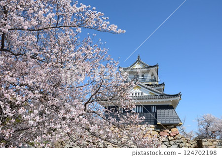 Cherry blossoms and Hamamatsu Castle in full bloom 124702198