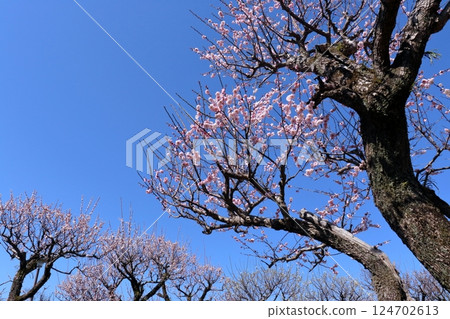 Plum blossoms blooming on the Ume-no-dan stage (Kochi Castle, Kochi Prefecture) Plum blossoms blooming on the Ume-no-dan stage (Kochi Castle, Kochi Prefecture) 124702613