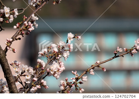 櫻花和芽 櫻花和芽 124702704