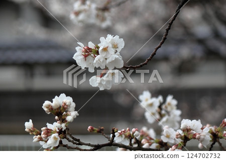 櫻花已經開始盛開 櫻花已經開始盛開 124702732