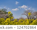 Rape blossoms and cherry blossoms under the blue sky 124702864