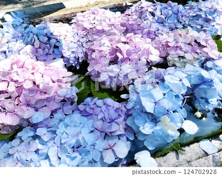 A variety of hydrangeas in full bloom 124702928