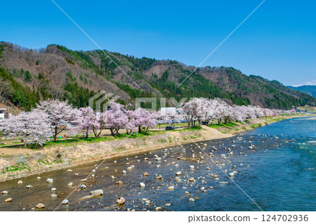 Hida Takayama, Kokufu Town, cherry blossoms in full bloom at Sakurano Park along the Miyagawa River, late April Hida Takayama, Kokufu Town, cherry blossoms in full bloom at Sakurano Park along the Miyagawa River, late April 124702936