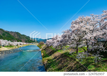 4 月下旬,飛鎢高山、國府町、宮川沿岸的櫻野公園櫻花盛開 4 月下旬,飛鎢高山、國府町、宮川沿岸的櫻野公園櫻花盛開 124702937