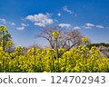 A carpet of rape blossoms, cherry blossoms and blue skies 124702943