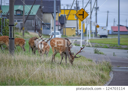 在城市裡發現的一隻鹿 124703114