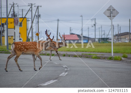 在城市裡發現的一隻鹿 124703115
