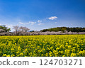 A field of rape blossoms and cherry blossoms 124703271