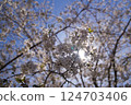Cherry blossom petals shining through the sunlight 124703406