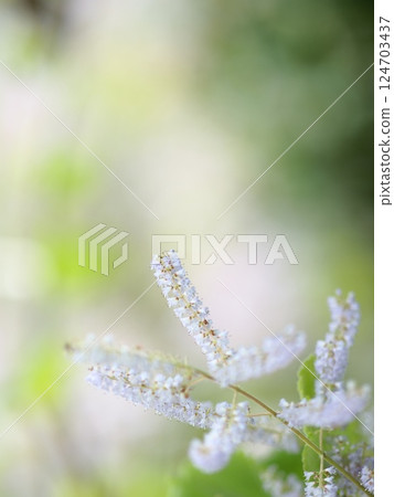 五月花盛開 五月花盛開 124703437