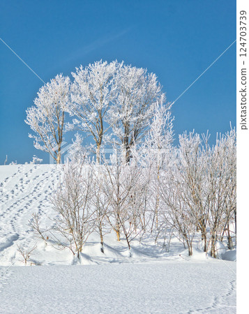 Winter scenery 124703739