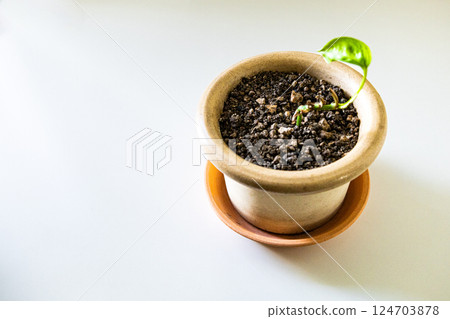 Scenery of a lonely plant growing out of a flowerpot 124703878