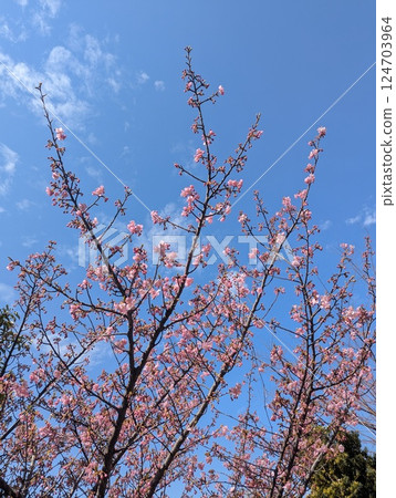 Blue sky and Kawazu cherry blossoms 124703964
