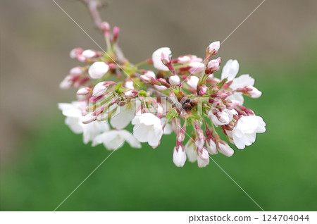 Cherry Blossoms	 124704044