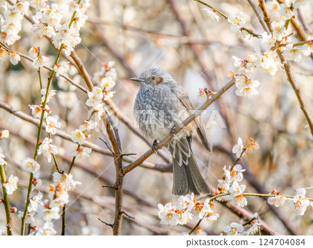 Plum and bulbul Plum and bulbul 124704084