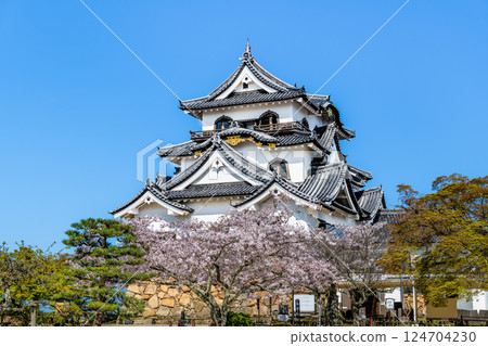 Shiga Hikone Castle: castle tower and cherry blossoms in full bloom 124704230