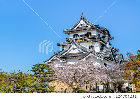 Shiga Hikone Castle: castle tower and cherry blossoms in full bloom 124704231