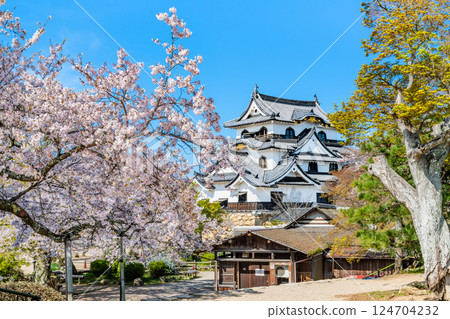 滋賀彥根城：天守閣與盛開的櫻花 124704232