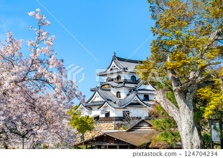 Shiga Hikone Castle: castle tower and cherry blossoms in full bloom 124704234