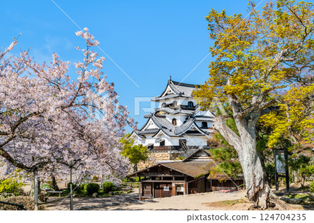 滋賀彥根城:天守閣與盛開的櫻花 滋賀彥根城:天守閣與盛開的櫻花 124704235