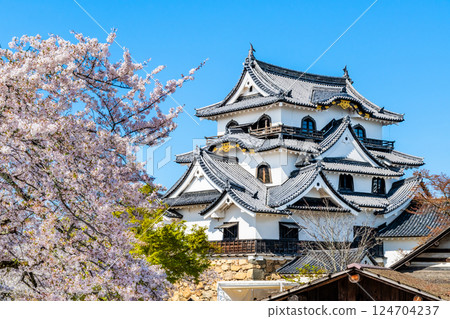 滋賀彥根城：天守閣與盛開的櫻花 124704237