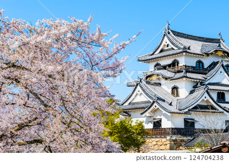 Shiga Hikone Castle: castle tower and cherry blossoms in full bloom Shiga Hikone Castle: castle tower and cherry blossoms in full bloom 124704238