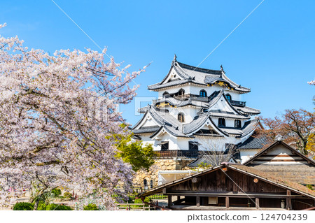 滋賀彥根城：天守閣與盛開的櫻花 124704239